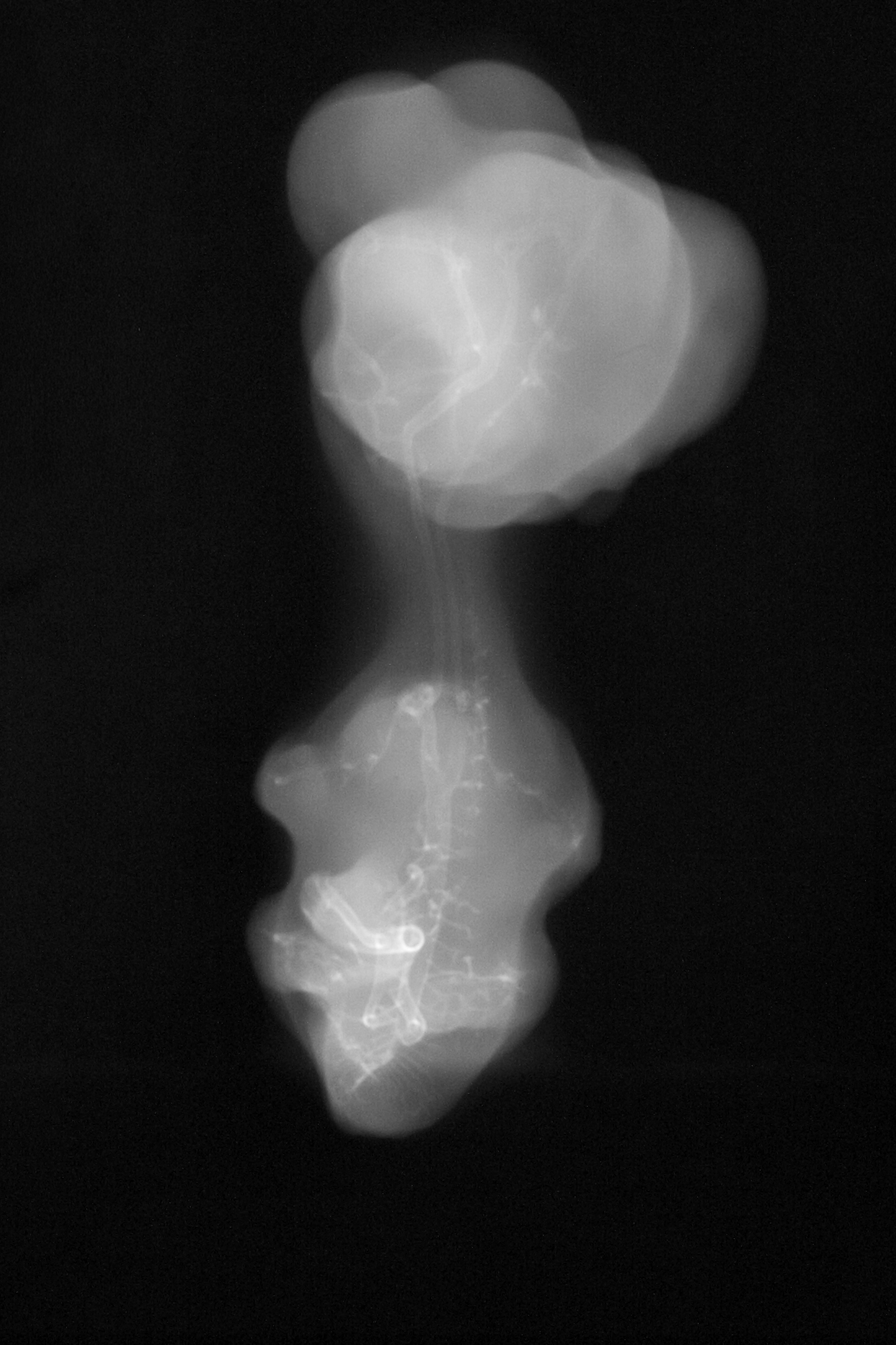 stage 30 chick embryo x-ray